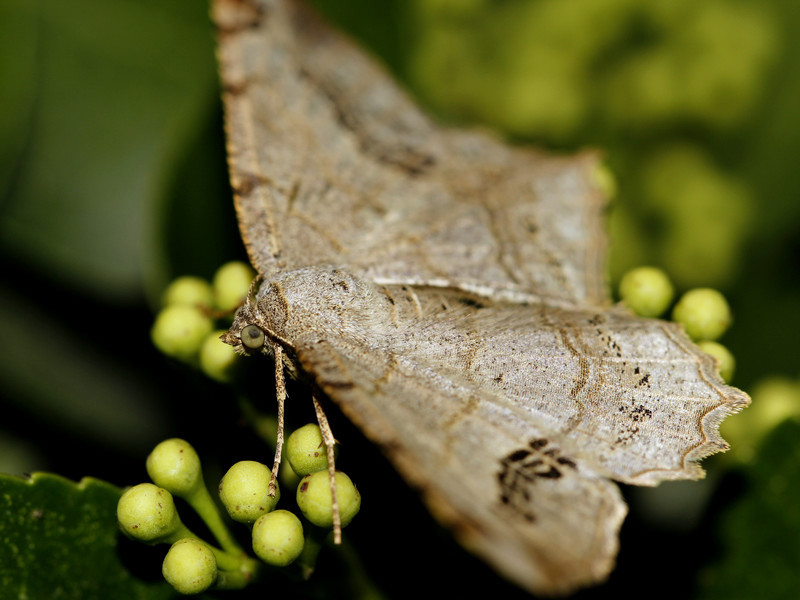 灰褐带蛾(动物)灰褐带蛾,palirisa sinensis rothsch,带蛾科褐带蛾属