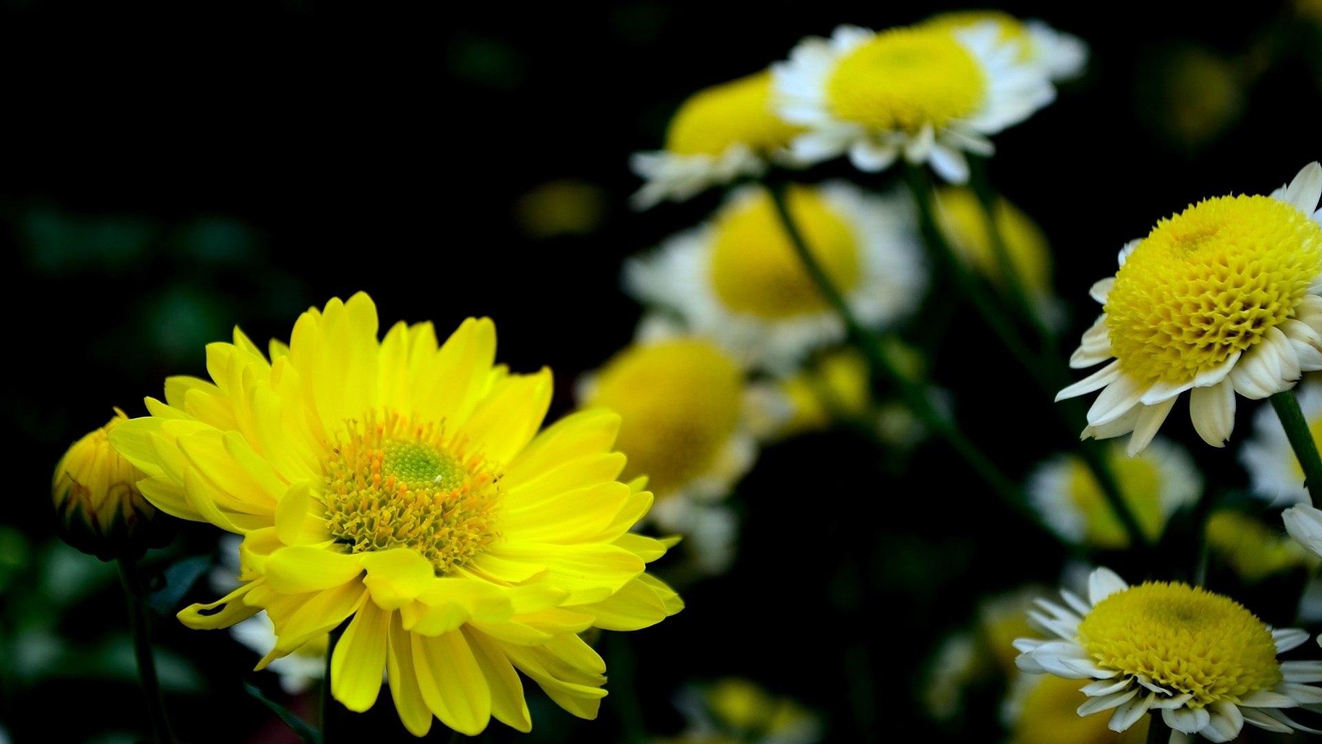 黄色菊花向日葵简约背景图片-图行天下素材网