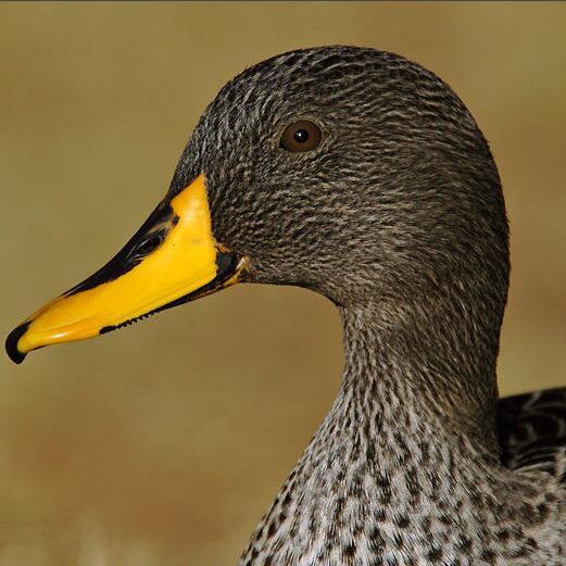 非洲黄嘴鸭动物