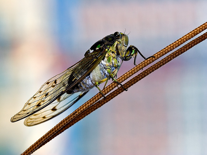 后口式其他生物相关