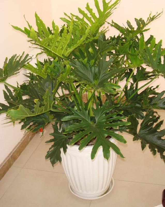 春羽植物