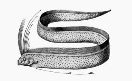 勒氏皇带鱼 (动物)