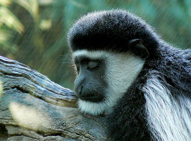 西非黑白疣猴(动物)西非黑白疣猴(学名:colobuspolykomos)又名髯猴,臀