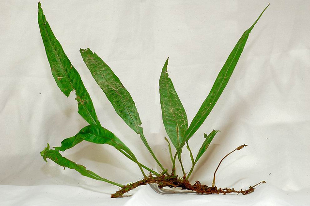 广叶星蕨 (植物)