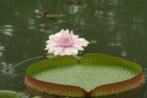 克鲁兹王莲植物