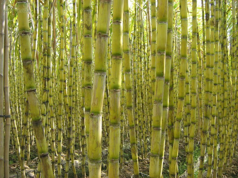 甘蔗属(植物)