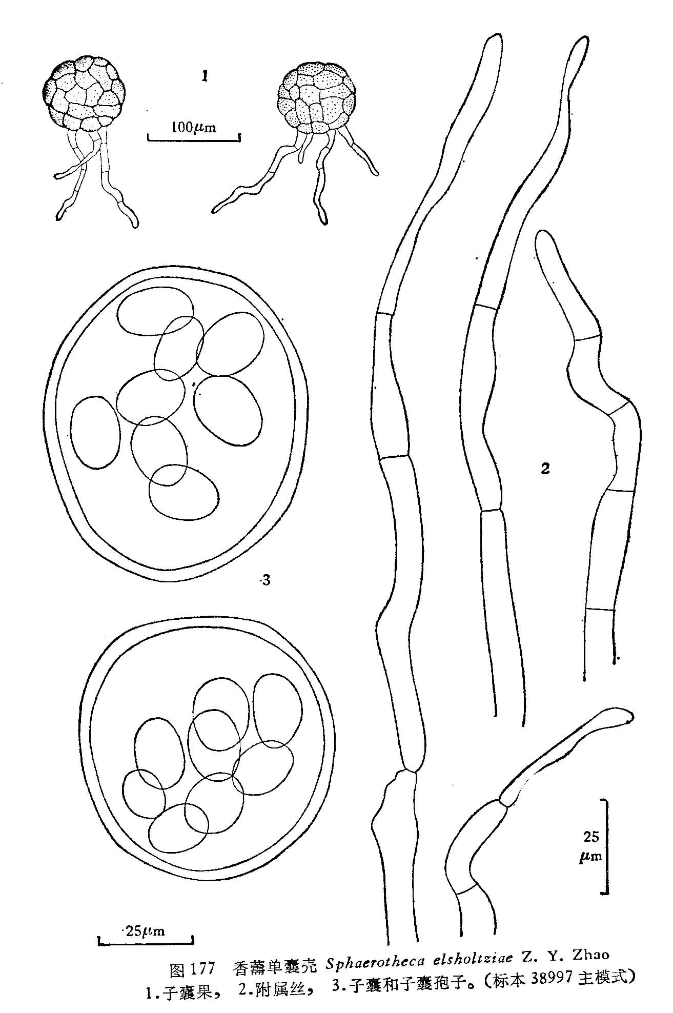 香薷单囊壳(其他生物相关)菌丝体生于叶的两面,茎和花萼上,消失;子囊