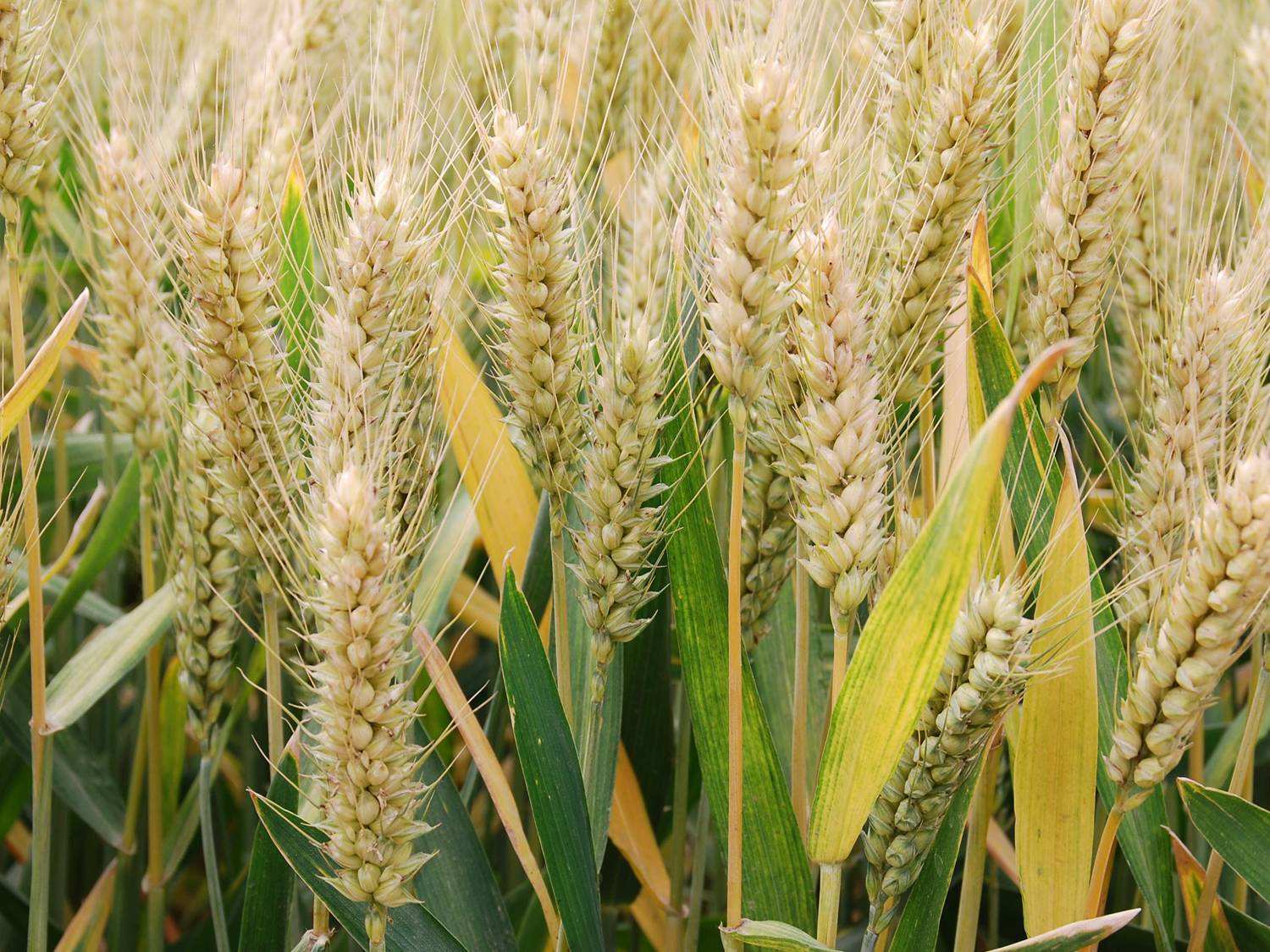 矮抗58(植物)百农矮抗58是由河南科技学院小麦育种中心用周麦11x温麦6