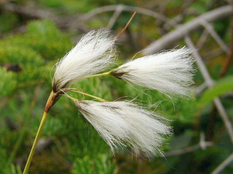 纯白羊胡子草 (植物)