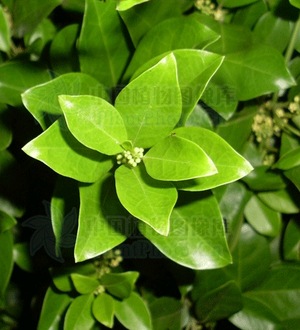 (其他生物相关)匙羹藤(gymnema)是一种大型的多年生热带木本藤蔓植物