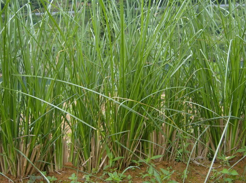 岩兰草,在热带地区可以发现这种野草,像是印度,塔西提,爪哇,海地等