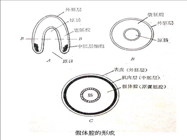 假体腔(分子生物学)