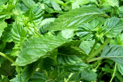 灵山凉粉草谷地