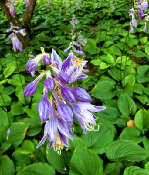 stearn)是百合科,玉簪属多年生草本植物.