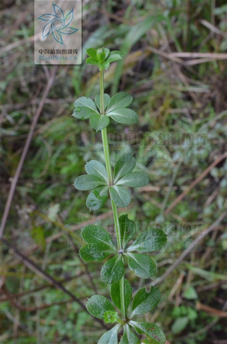 六葉律 (植物)