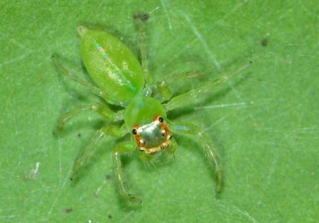 白斑艾普蛛(动物)