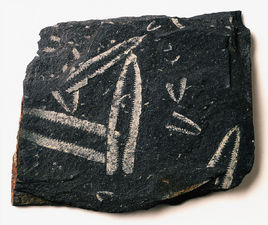 对笔石 (其他生物相关)