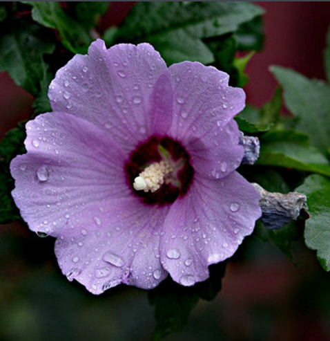 短苞木槿 (变种)