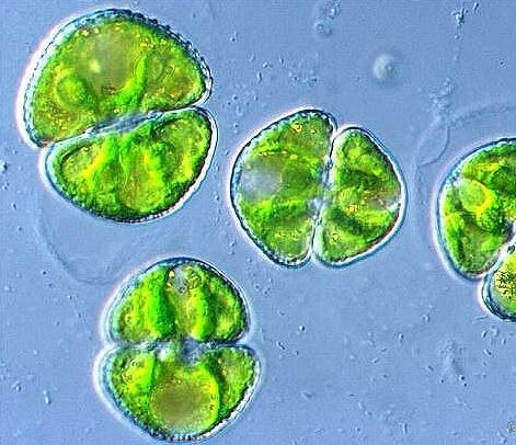 赞布角星鼓藻(植物)