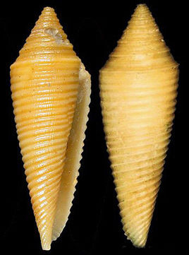 金塔芋螺(动物)金塔芋螺是一种芋螺科,芋螺属动物,螺壳尺寸30 