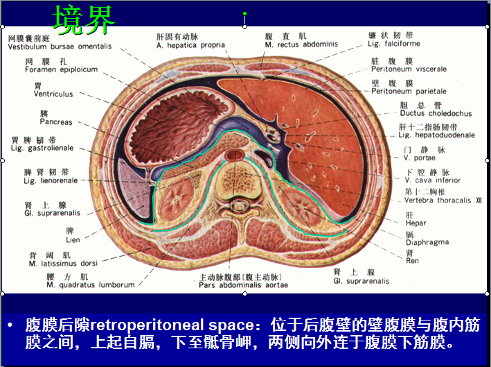 腹膜结构示意图图片