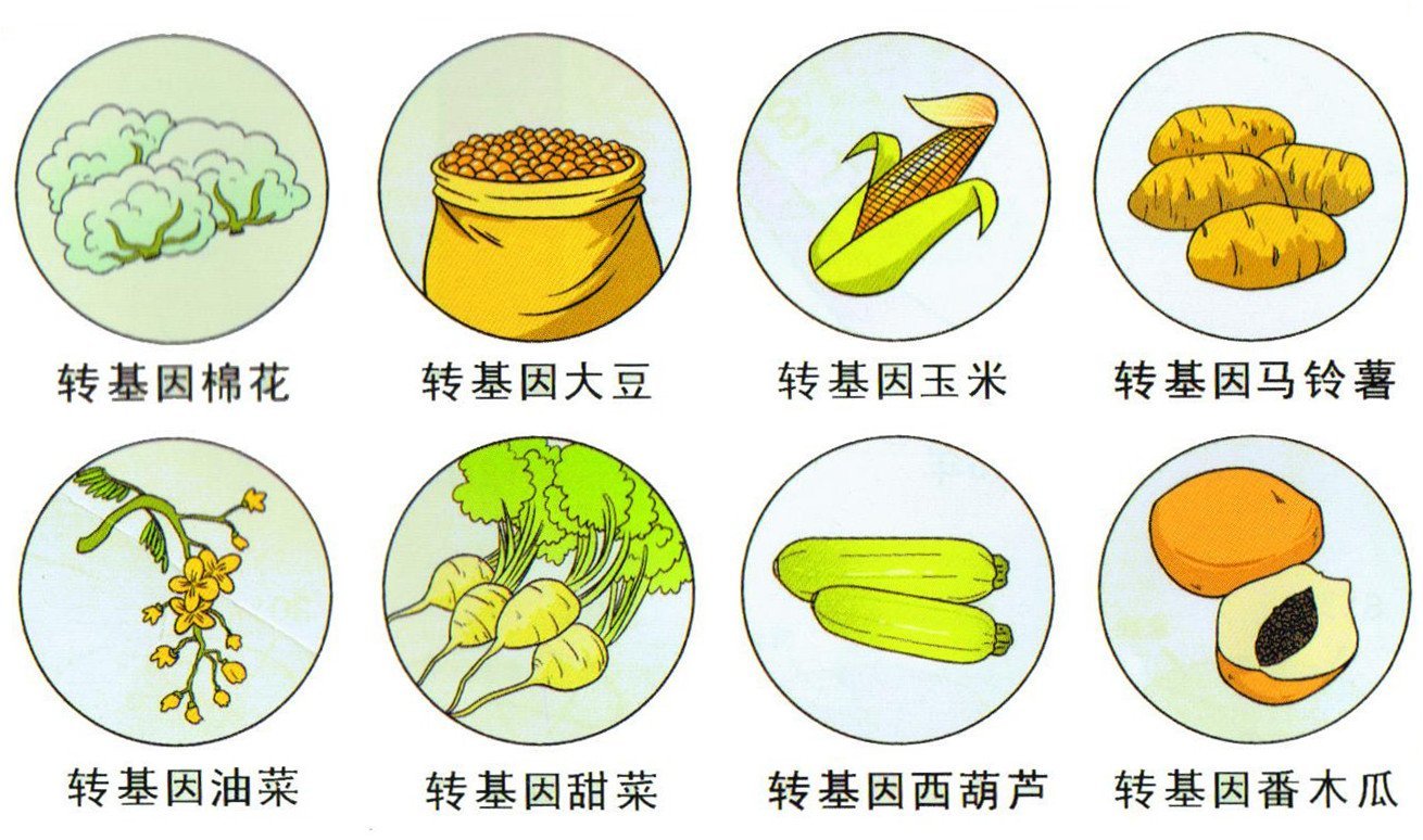 解析栽培菠菜的“前世今生”，上海师大团队破解染色体级别基因组密码