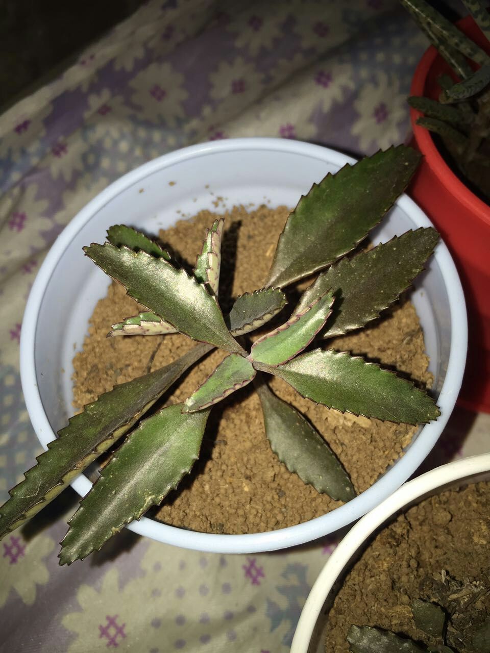 窄葉落地生根植物