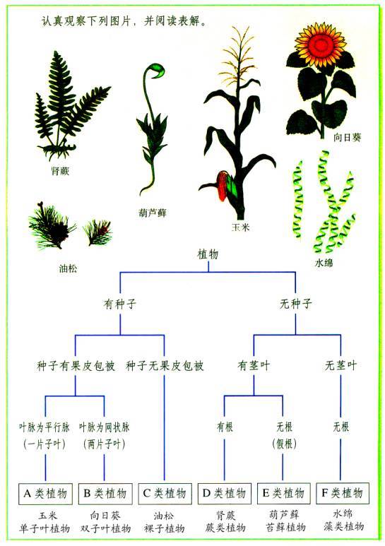 生物分类单位 (其他生物相关)