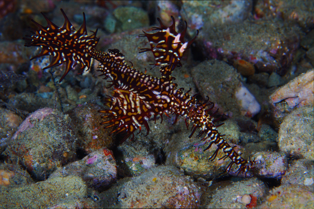 剃刀鱼 (其他生物相关)