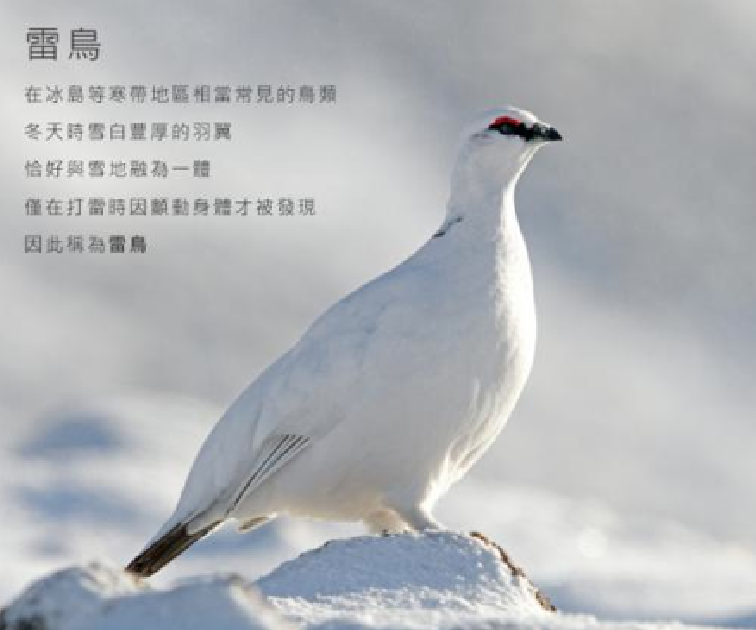 北歐雷鳥 (動物)