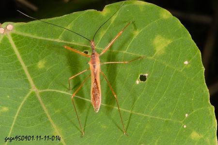 黑斑褐猎椿象 (动物)