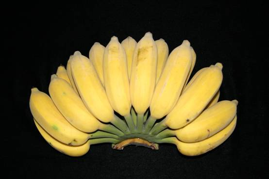 广粉1号粉蕉植物