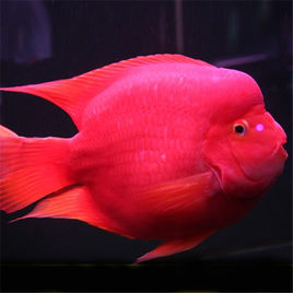 财神鱼(动物)发财鱼又名红财神,财神鱼和血鹦鹉