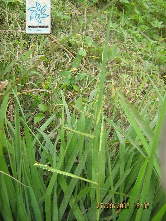 雀稗(植物)多年生禾草.稈直立,叢生,高50-100釐米,節被長柔毛.