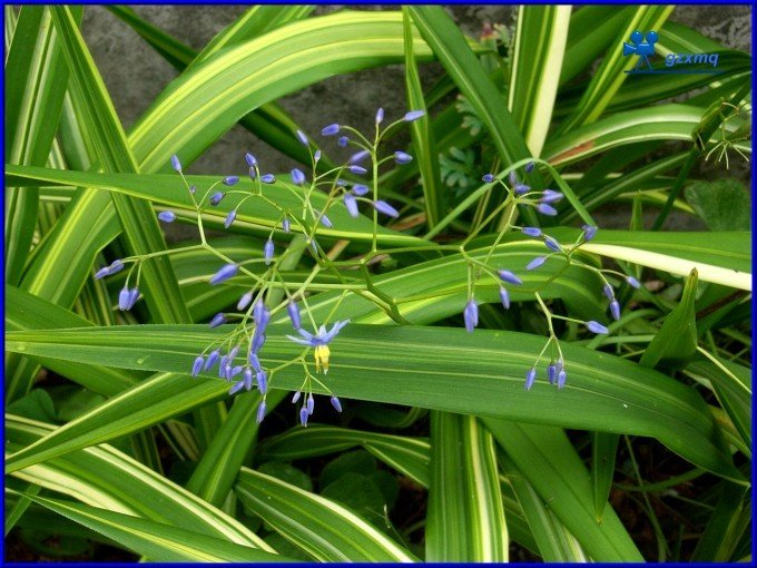 山菅属(植物)