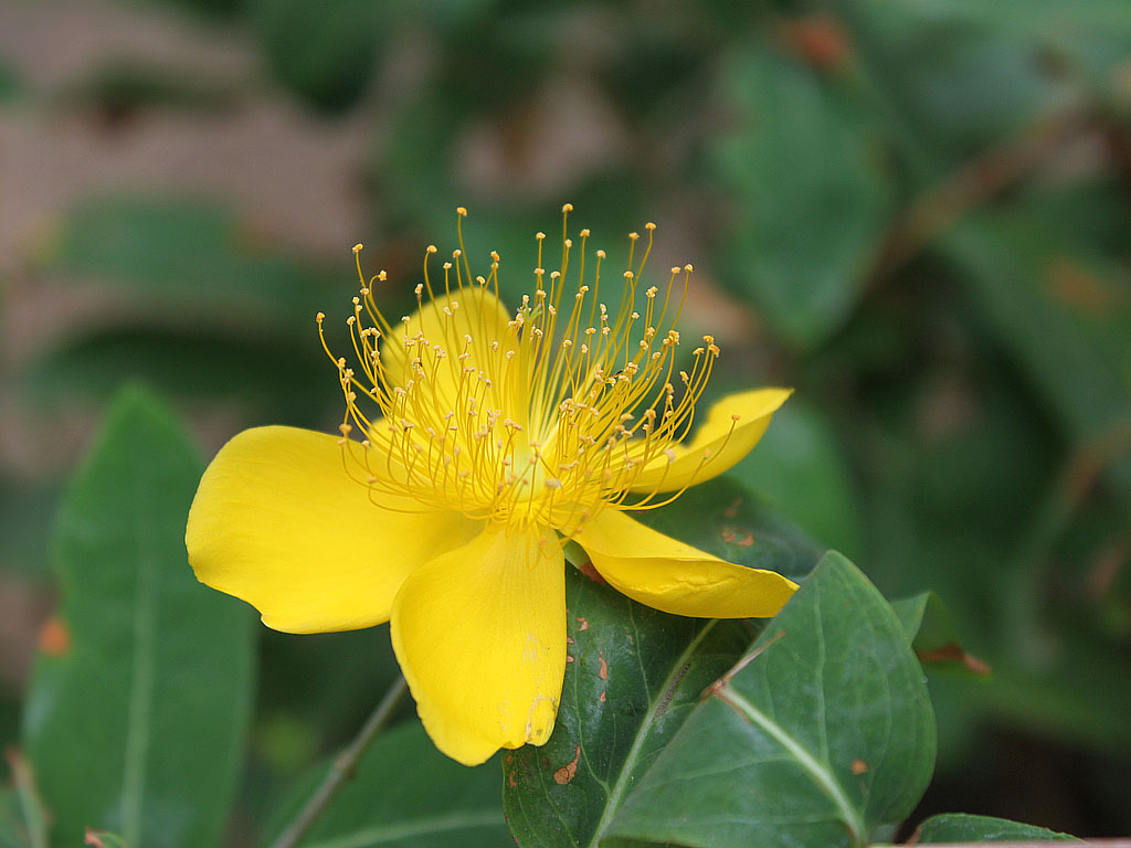 桃属(植物)_技点百科