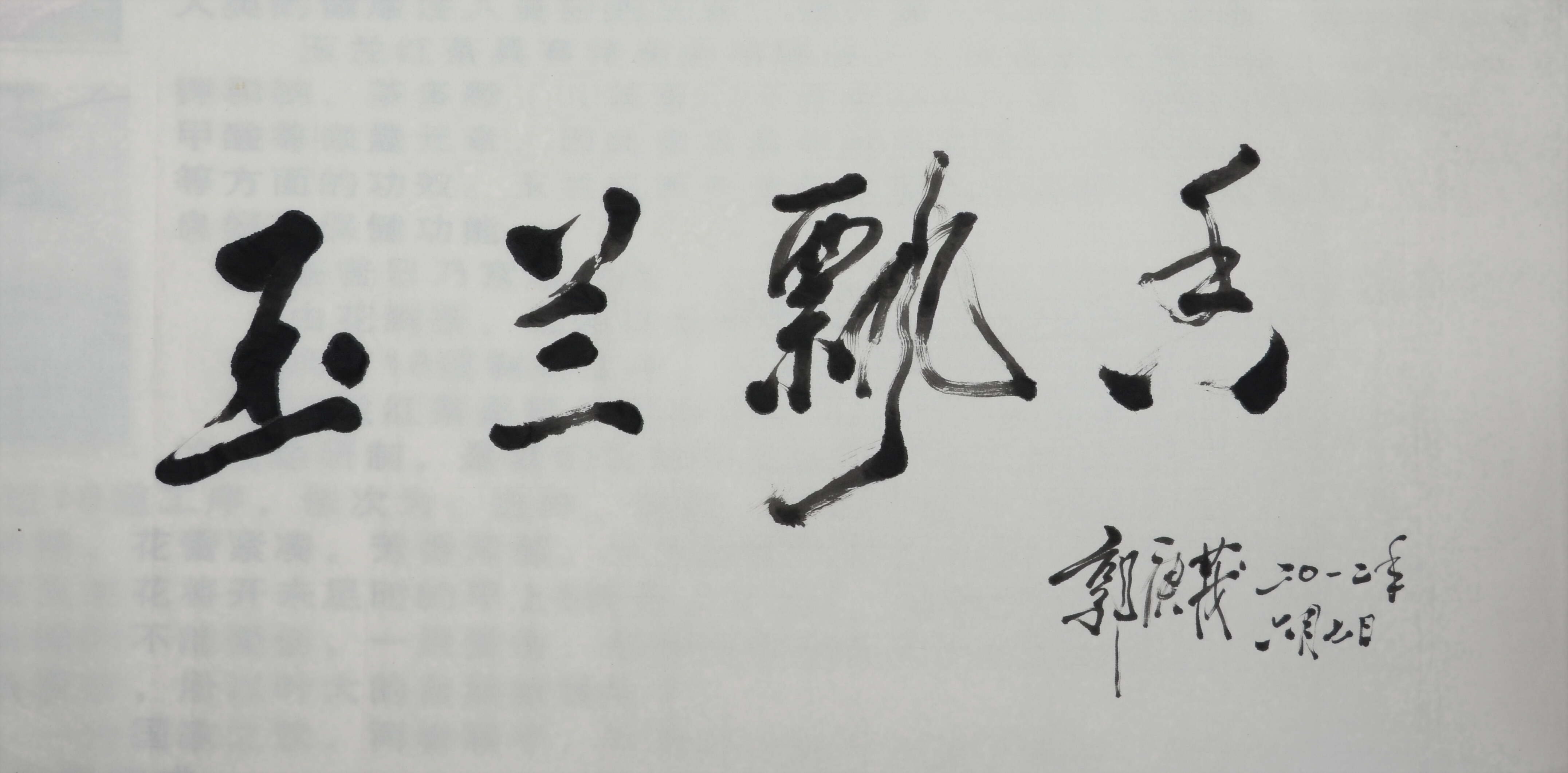 玉兰文化和茶文化有机融合在一起,实现了玉兰花与茶叶的水乳交融,相得