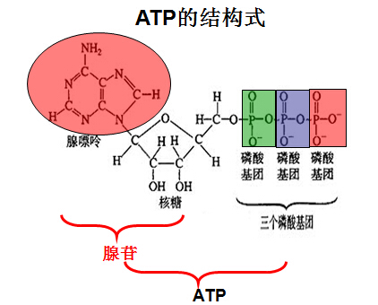 atp有机物