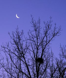 残月 (汉语词汇)