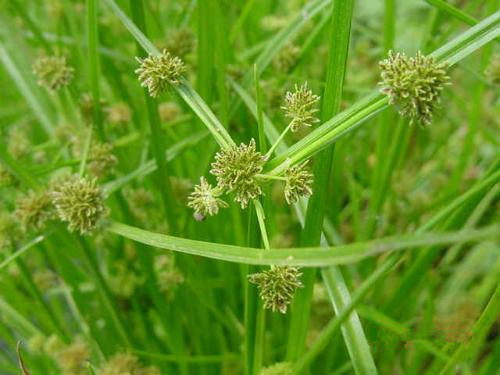 碎米莎草 (其他生物学相关)