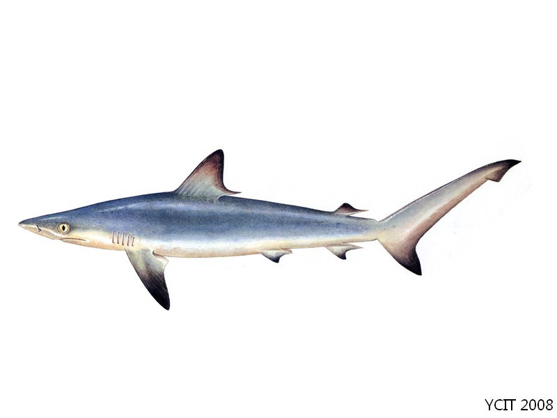 沙拉真鲨(其他生物相关)_技点百科_技点网