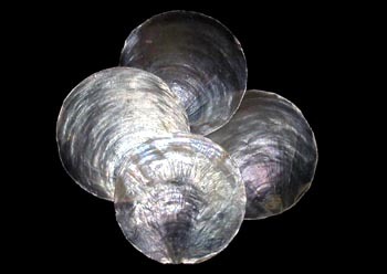 壳质脆薄而半透明,边缘易破碎.