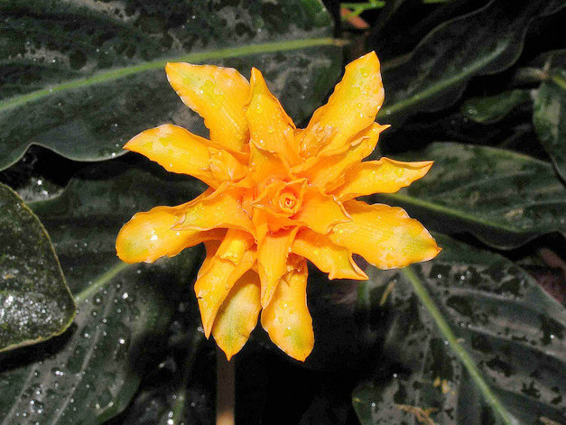 金花竹芋 (植物)