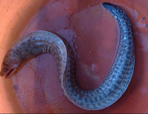 berg, 1943),是脊索动物门,脊椎动物亚门,硬骨鱼纲,辐鳍亚纲,鳗鲡总