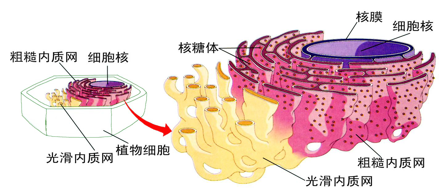 内质网膜图片