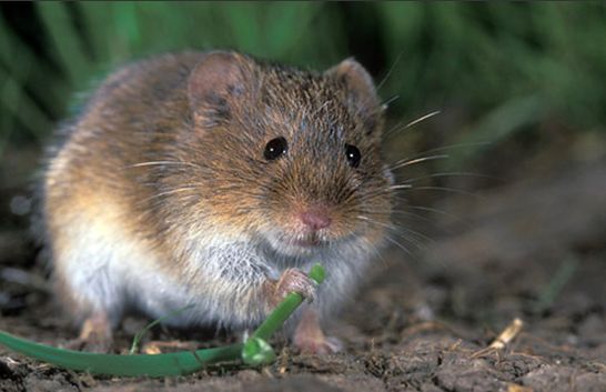 普通田鼠 (动物)