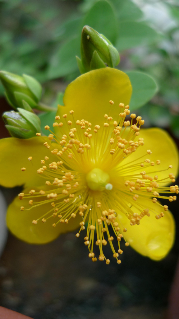 台湾金丝桃植物