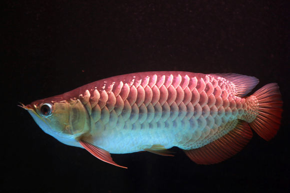 宝石龙鱼 (动物)