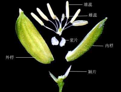 冠生雄蕊代表植物图片