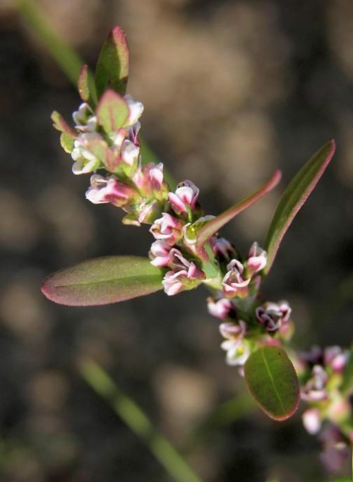 本氏蓼 (植物)